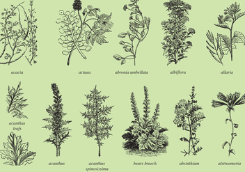 Medicine And Ornamental Plants - vector gratuit #364719